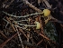  ( - HAY-F-003417)  @11 [ ] by-nc (2023) Sadie Hickey Fungal Diversity Survey