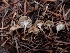  ( - HAY-F-003416)  @11 [ ] by-nc (2023) Sadie Hickey Fungal Diversity Survey