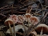  (Mycena monticola - HAY-F-003422)  @11 [ ] by-nc (2023) Sadie Hickey Fungal Diversity Survey