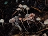  (Atheniella - HAY-F-003426)  @11 [ ] by-nc (2023) Sadie Hickey Fungal Diversity Survey
