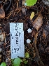  ( - HAY-F-003431)  @11 [ ] by-nc (2023) Sadie Hickey Fungal Diversity Survey