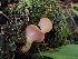  ( - HAY-F-003433)  @11 [ ] by-nc (2023) Sadie Hickey Fungal Diversity Survey