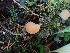  ( - HAY-F-003433)  @11 [ ] by-nc (2023) Sadie Hickey Fungal Diversity Survey