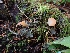  ( - HAY-F-003433)  @11 [ ] by-nc (2023) Sadie Hickey Fungal Diversity Survey