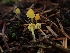  ( - HAY-F-003435)  @11 [ ] by-nc (2023) Sadie Hickey Fungal Diversity Survey
