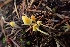 ( - HAY-F-003435)  @11 [ ] by-nc (2023) Sadie Hickey Fungal Diversity Survey