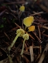  ( - HAY-F-003435)  @11 [ ] by-nc (2023) Sadie Hickey Fungal Diversity Survey