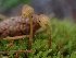  ( - HAY-F-003434)  @11 [ ] by-nc (2023) Sadie Hickey Fungal Diversity Survey