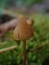  ( - HAY-F-003434)  @11 [ ] by-nc (2023) Sadie Hickey Fungal Diversity Survey