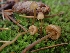  ( - HAY-F-003434)  @11 [ ] by-nc (2023) Sadie Hickey Fungal Diversity Survey