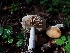  ( - HAY-F-003438)  @11 [ ] by-nc (2023) Sadie Hickey Fungal Diversity Survey