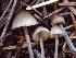  ( - HAY-F-003440)  @11 [ ] by-nc (2023) Sadie Hickey Fungal Diversity Survey