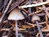  ( - HAY-F-003440)  @11 [ ] by-nc (2023) Sadie Hickey Fungal Diversity Survey