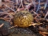  ( - HAY-F-003441)  @11 [ ] by-nc (2023) Sadie Hickey Fungal Diversity Survey