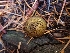  ( - HAY-F-003441)  @11 [ ] by-nc (2023) Sadie Hickey Fungal Diversity Survey