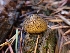  ( - HAY-F-003441)  @11 [ ] by-nc (2023) Sadie Hickey Fungal Diversity Survey