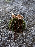  (Mycetinis applanatipes - HAY-F-003446)  @11 [ ] by-nc (2023) Sadie Hickey Fungal Diversity Survey