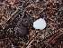  ( - HAY-F-003447)  @11 [ ] by-nc (2023) Sadie Hickey Fungal Diversity Survey