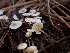  ( - HAY-F-003450)  @11 [ ] by-nc (2023) Sadie Hickey Fungal Diversity Survey