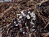  ( - HAY-F-003450)  @11 [ ] by-nc (2023) Sadie Hickey Fungal Diversity Survey