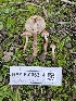  ( - HAY-F-006314)  @11 [ ] by (2023) Mandy Hackney Fungal Diversity Survey
