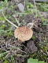  ( - HAY-F-006314)  @11 [ ] by (2023) Mandy Hackney Fungal Diversity Survey