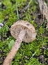  ( - HAY-F-006314)  @11 [ ] by (2023) Mandy Hackney Fungal Diversity Survey