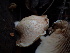  ( - HAY-F-007025)  @11 [ ] by-nc (2023) Dean Lyons Fungal Diversity Survey