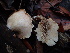  ( - HAY-F-007025)  @11 [ ] by-nc (2023) Dean Lyons Fungal Diversity Survey
