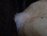  ( - HAY-F-007025)  @11 [ ] by-nc (2023) Dean Lyons Fungal Diversity Survey