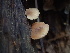  ( - HAY-F-007060)  @11 [ ] by-nc (2023) Dean Lyons Fungal Diversity Survey