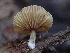  ( - HAY-F-007060)  @11 [ ] by-nc (2023) Dean Lyons Fungal Diversity Survey