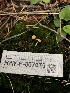  ( - HAY-F-007070)  @11 [ ] by-nc (2023) Dean Lyons Fungal Diversity Survey