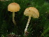  ( - HAY-F-007070)  @11 [ ] by-nc (2023) Dean Lyons Fungal Diversity Survey