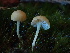  ( - HAY-F-007070)  @11 [ ] by-nc (2023) Dean Lyons Fungal Diversity Survey