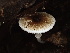  ( - HAY-F-007024)  @11 [ ] by-nc (2023) Dean Lyons Fungal Diversity Survey