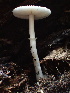  ( - HAY-F-007024)  @11 [ ] by-nc (2023) Dean Lyons Fungal Diversity Survey