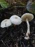  ( - HAY-F-006309)  @11 [ ] by (2023) Mandy Hackney Fungal Diversity Survey