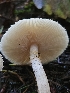  ( - HAY-F-006309)  @11 [ ] by (2023) Mandy Hackney Fungal Diversity Survey