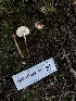  ( - HAY-F-007167)  @11 [ ] by-nc (2023) Dean Lyons Fungal Diversity Survey