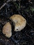  ( - HAY-F-007112)  @11 [ ] by-nc (2023) Dean Lyons Fungal Diversity Survey