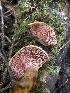  ( - HAY-F-007112)  @11 [ ] by-nc (2023) Dean Lyons Fungal Diversity Survey