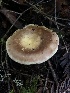  (Russula sierrensis - HAY-F-007164)  @11 [ ] by-nc (2023) Dean Lyons Fungal Diversity Survey