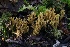  ( - HAY-F-007293)  @11 [ ] by-nc (2023) Taye Bright Fungal Diversity Survey