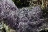  ( - HAY-F-007296)  @11 [ ] by-nc (2023) Taye Bright Fungal Diversity Survey