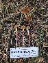  ( - HAY-F-006303)  @11 [ ] by (2023) Mandy Hackney Fungal Diversity Survey
