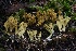  ( - HAY-F-007293)  @11 [ ] by-nc (2023) Taye Bright Fungal Diversity Survey