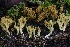  ( - HAY-F-007293)  @11 [ ] by-nc (2023) Taye Bright Fungal Diversity Survey