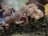  ( - HAY-F-003451)  @11 [ ] by-nc (2023) Sadie Hickey Fungal Diversity Survey