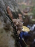  ( - HAY-F-003451)  @11 [ ] by-nc (2023) Sadie Hickey Fungal Diversity Survey